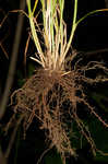 Rosy sedge